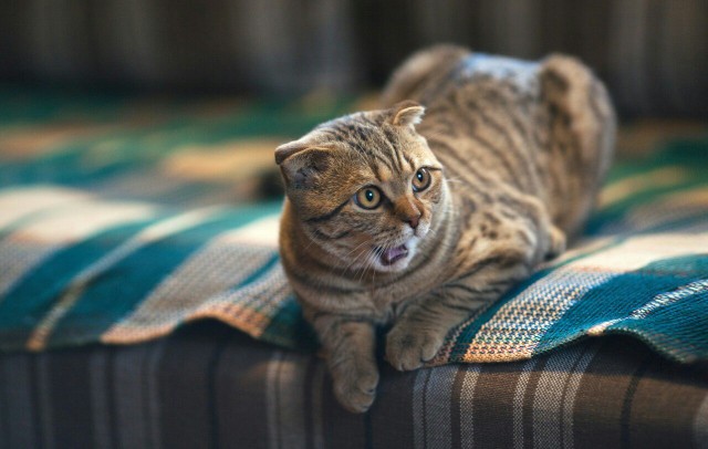 Котовторник 9.01.2018