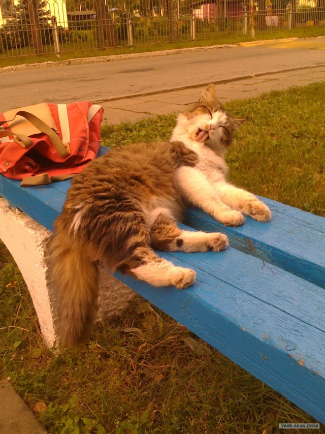 Котовторник: начало