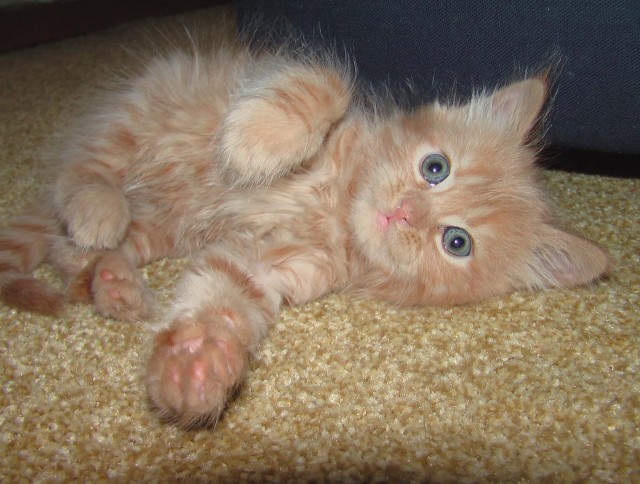 Котовторник 4.01.2011 - первый котовторник года