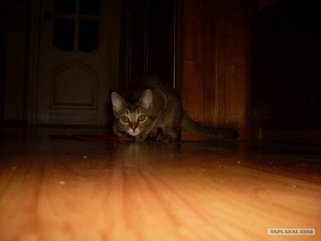 Сонный Котовторник