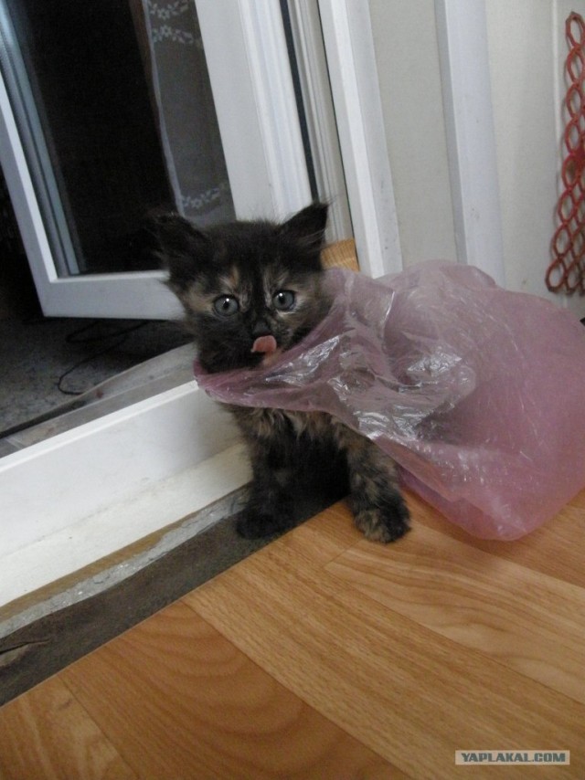 Котовторник  4.09.12