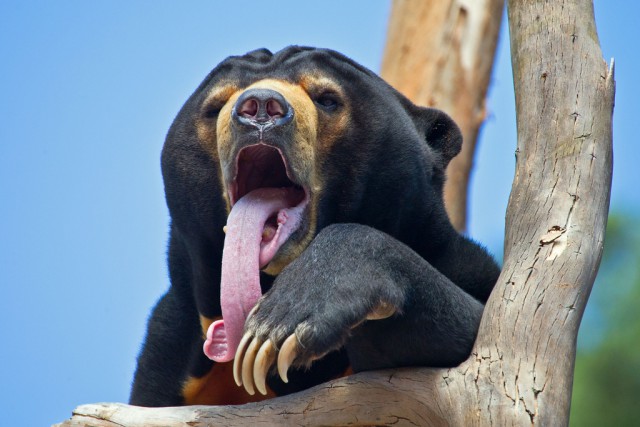 "Зовите медведя" кричат в интернете!