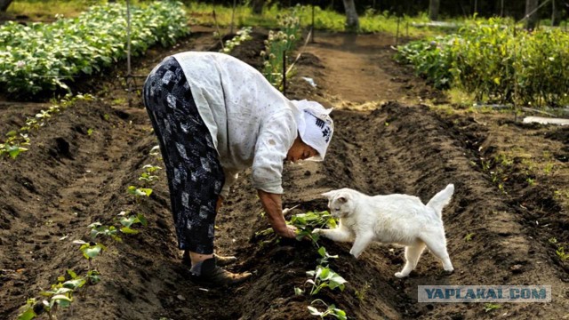 Поедем на дачу?