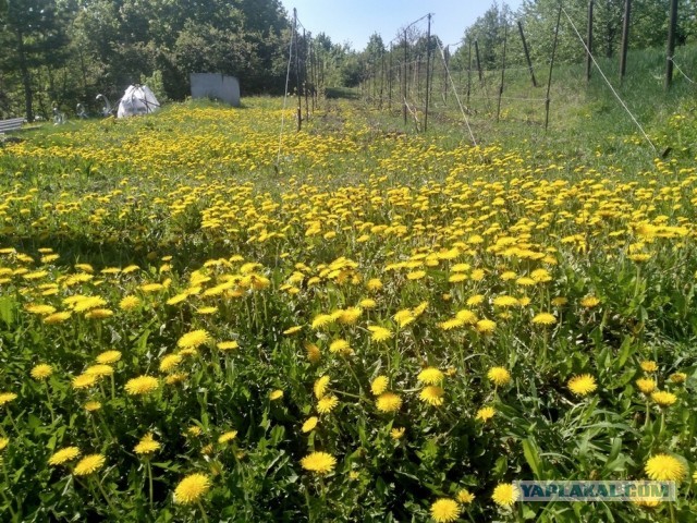 Дача, дождь, скучно