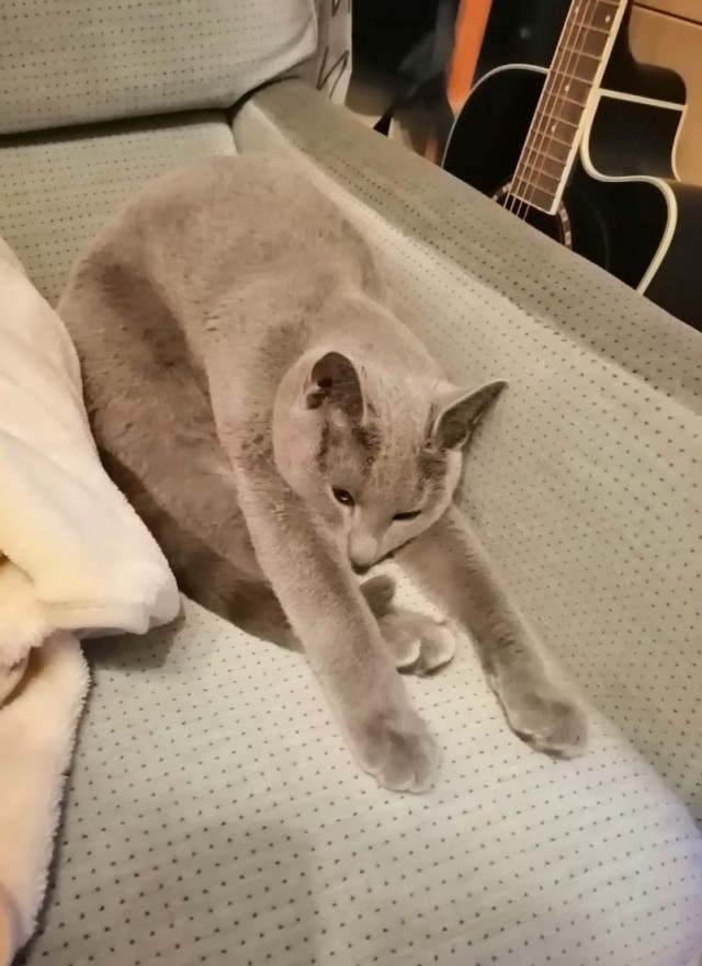 Не на всякого кота гравитация может воздейстовать! Им вообще плевать на законы физики
