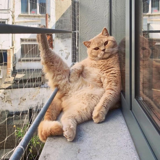 Уличные котаны