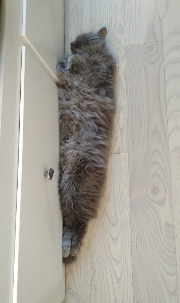 Хоба! Котовторник!