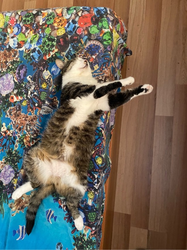 Котовторник