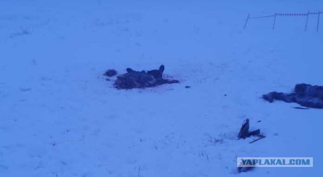 В Якутске собаки загрызли человека. Кто виноват?