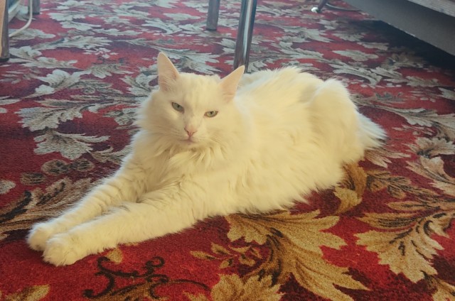Котовторник вроде.