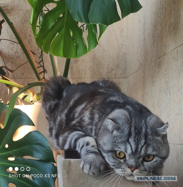 Котики - наше всё!