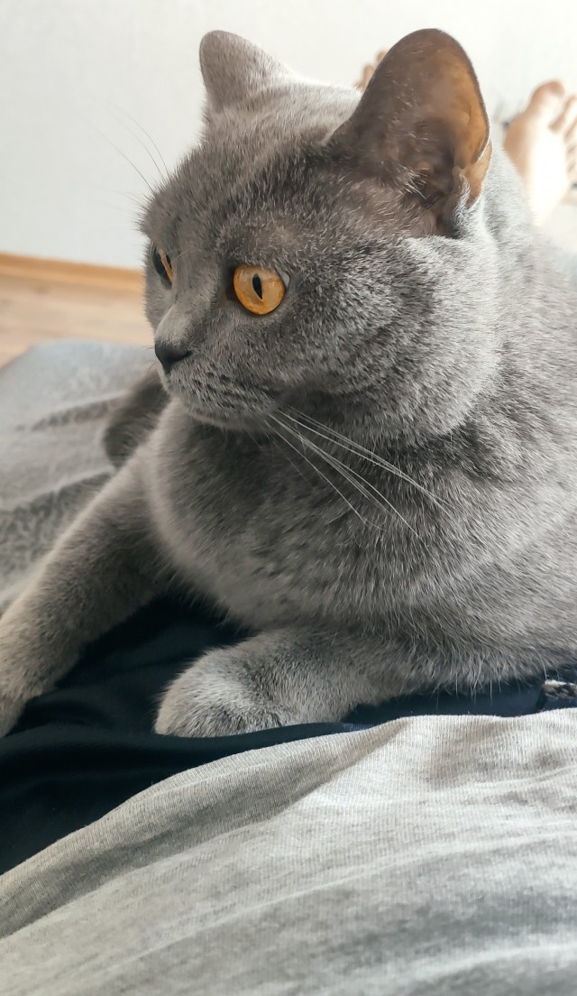 Котовторник