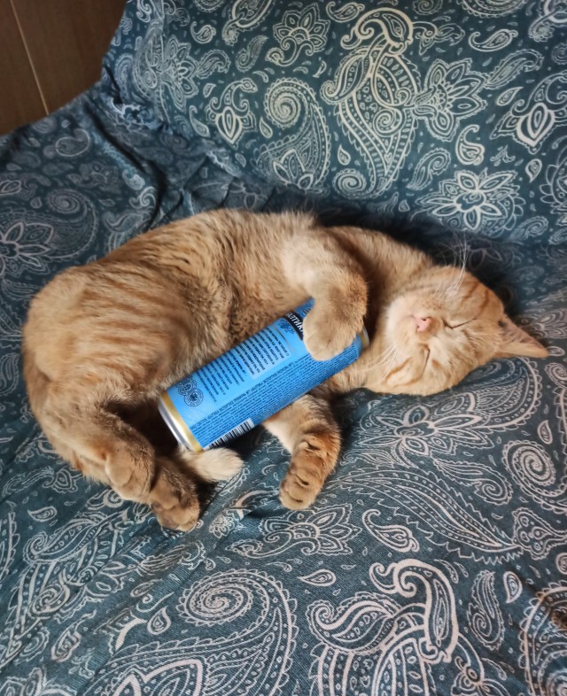 Котовторник! Пара фоток суровых котов.