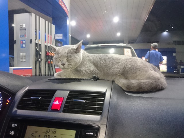 Купили дочке кота!