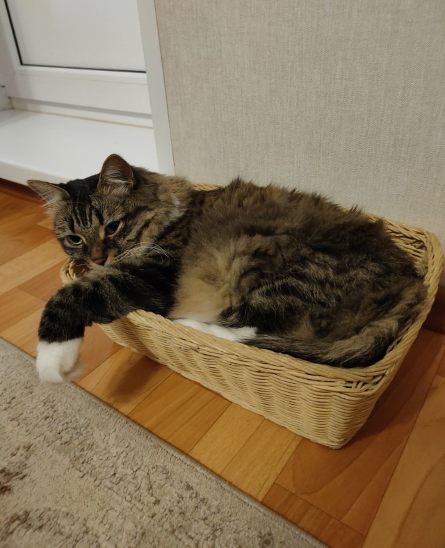 Котовторник 18.10.22
