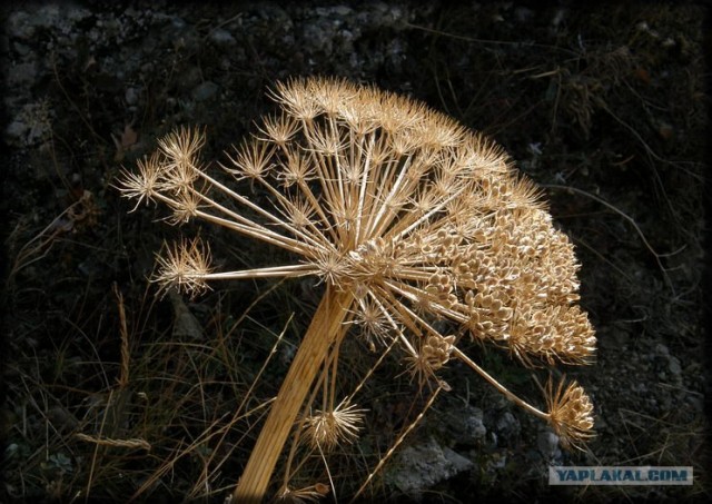 Крым. Новоульяновка. Водохранилище.