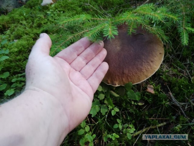 Жизнь домашнего приюта для котеек 508
