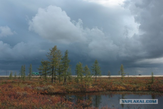 Красота! Лето на Ямале. Фото