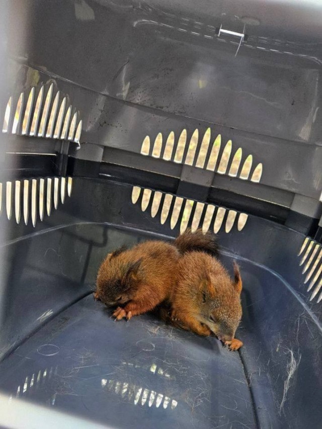 Чипу и Дейлу понадобилась помощь спасателей в Москве