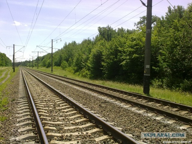 Поход за грибами,