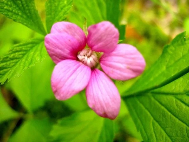 В Челябинской области зацвела редкая ягода, которая стоит 25 тысяч за килограмм