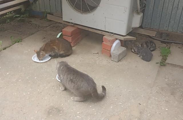 Капелька котовторниковой милоты