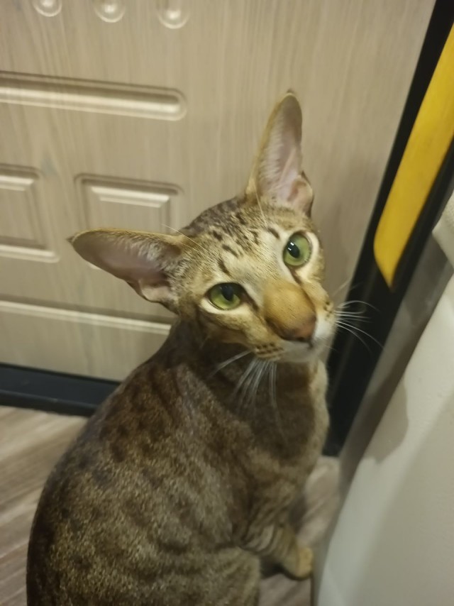Моему коту Тому 2 года