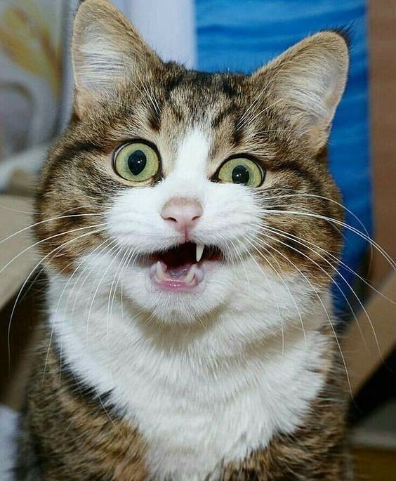 Воспитание ссыкливого