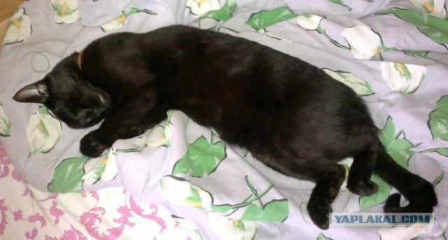 Котовторник 9.07.2013