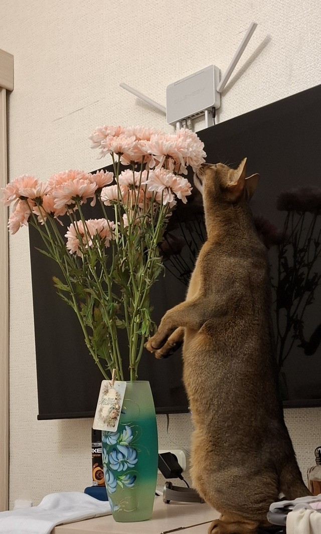 Котовторник