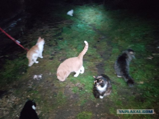 Жизнь домашнего приюта для котеек 566
