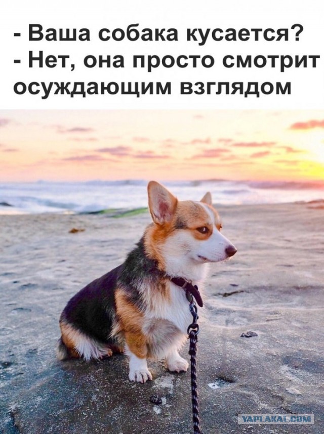 Этот нос не проведешь