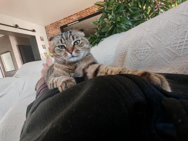 Просто одно котэ