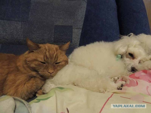 Котовторник 23.07.2013