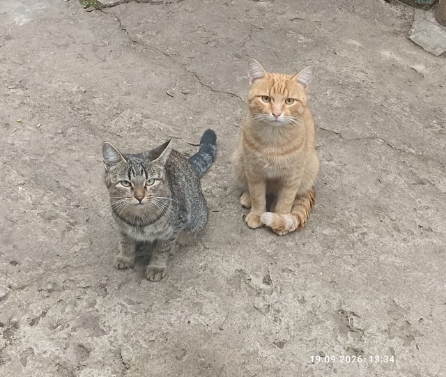 К котовторнику: подборка картинок-баянов с котиками и про котиков. Выпуск 44.