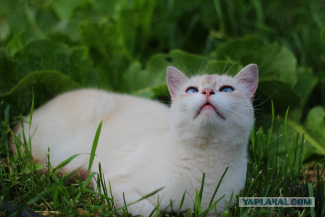 Котовторник 30.09.2014