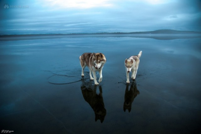 Сибирские хаски гуляют по замерзшему озеру