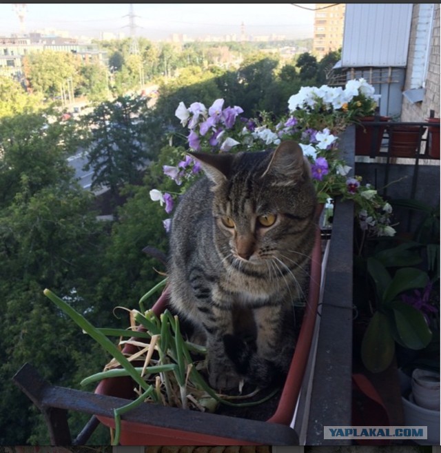 Выросло совсем не то, что  ожидал.