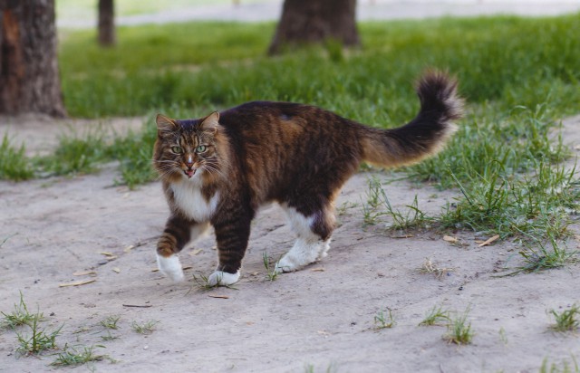 Шикарного кота выгнали на улицу Киев