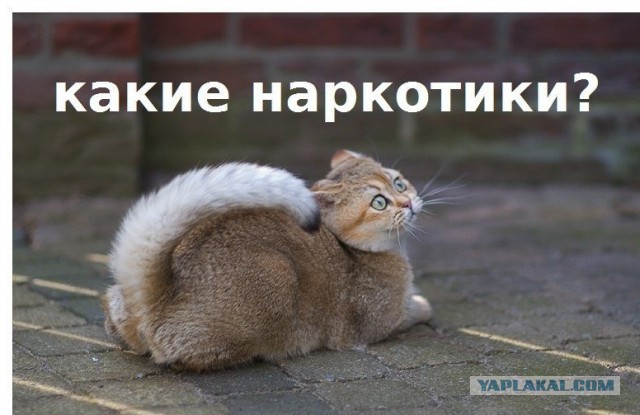 Украинцы фантазируют
