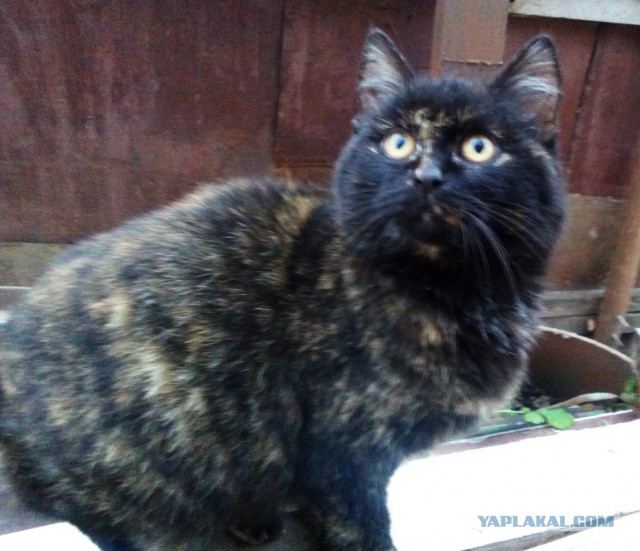 Котовторник
