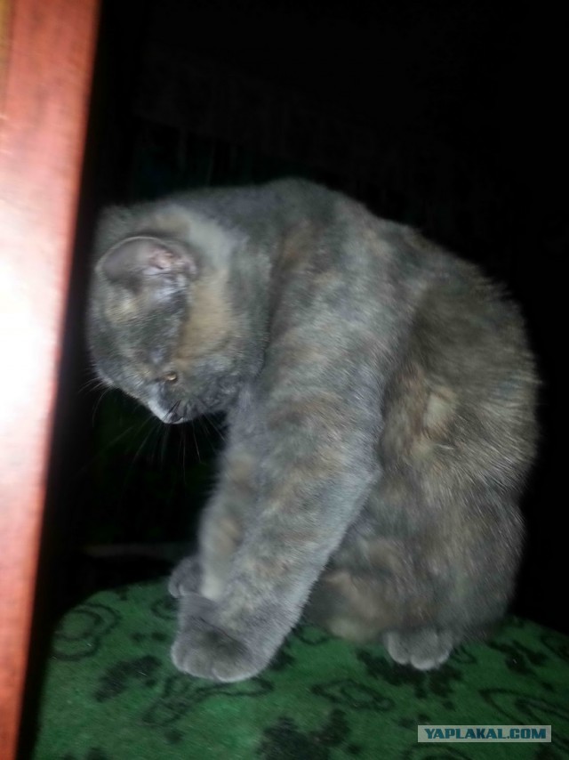 Котовторник 17.05.2016