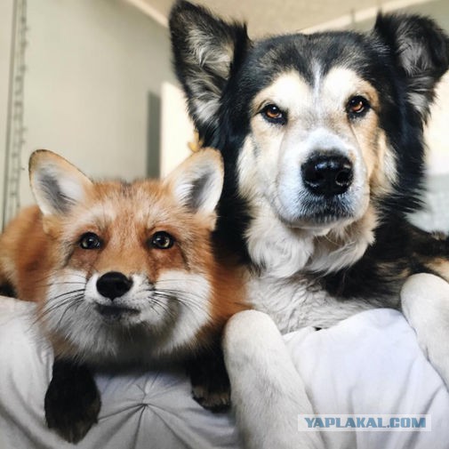 Удивительная дружба собаки и лисы