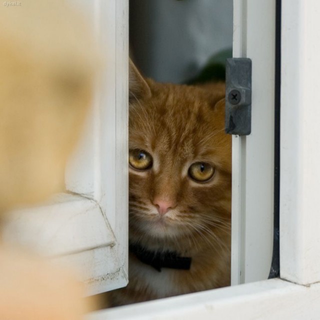 Коты из сети