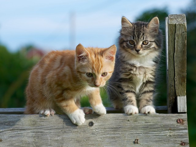Коты и Кошки