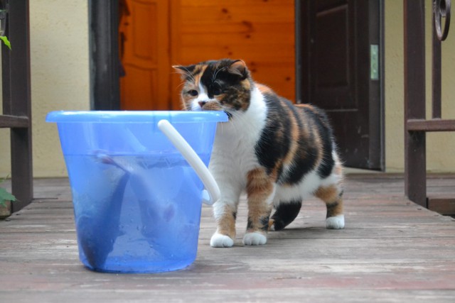 Коты и Кошки