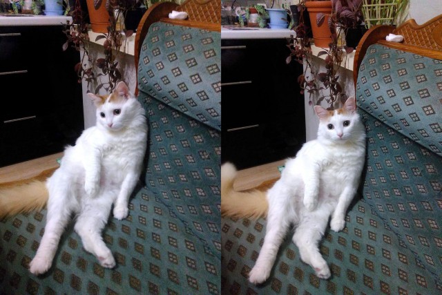 Котовторник  19.12.2017