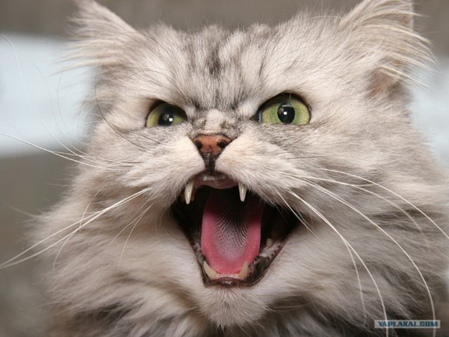 Методика воспитания котов