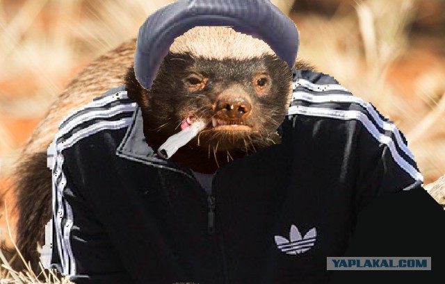 Медоед