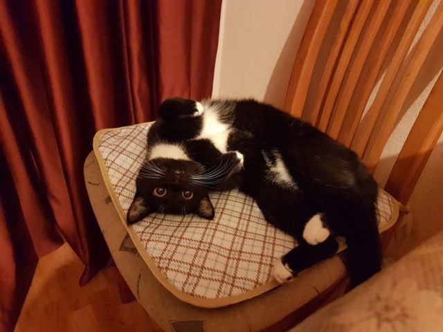 Прикольных котов пост